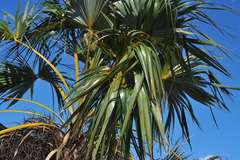 Coccothrinax fragrans