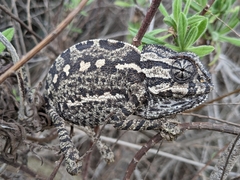 Chamaeleo chamaeleon chamaeleon