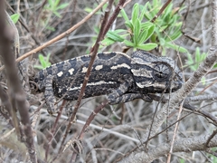Chamaeleo chamaeleon chamaeleon