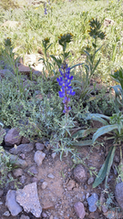 Lupinus sparsiflorus