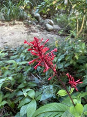 Odontonema cuspidatum