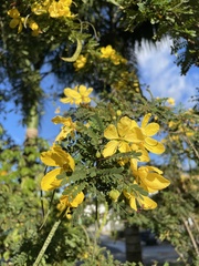 Senna polyphylla