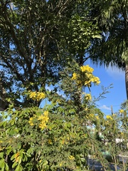 Senna polyphylla