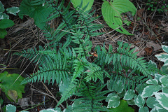 Polystichum luctuosum