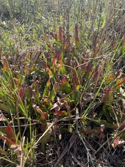 Sarracenia