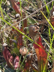 Sarracenia