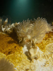 Aeolidia