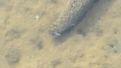 Holothuria leucospilota