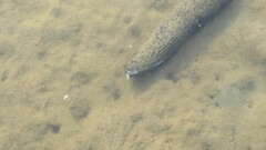 Holothuria leucospilota