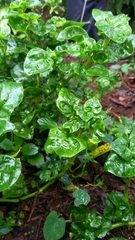 Alternanthera sissoo