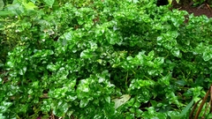 Alternanthera sissoo