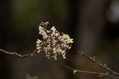 Coursetia glandulosa