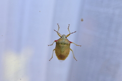 Brontocoris nigrolimbatus