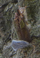 Sciurus carolinensis