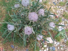 Cirsium eriophorum