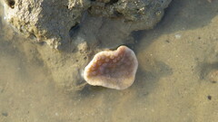 Duncanopsammia peltata