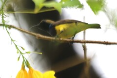 Cinnyris jugularis