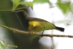 Cinnyris jugularis