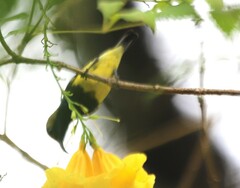 Cinnyris jugularis