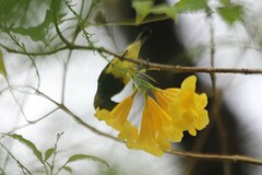 Cinnyris jugularis