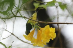 Cinnyris jugularis