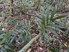 Ptychosperma macarthurii