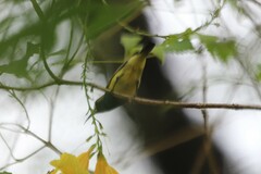 Cinnyris jugularis