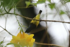 Cinnyris jugularis