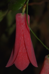 Lapageria rosea