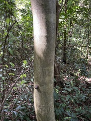 Pterocarpus indicus