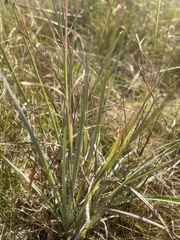 Andropogon capillipes
