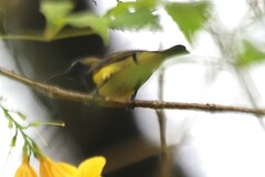 Cinnyris jugularis