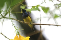 Cinnyris jugularis