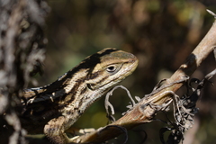 Liolaemus chiliensis