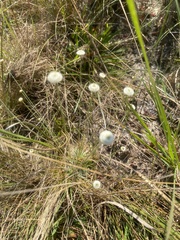 Syngonanthus flavidulus