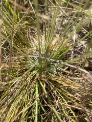 Syngonanthus flavidulus