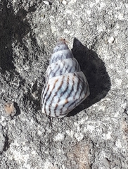 Echinolittorina ziczac