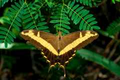 Heraclides andraemon