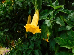 Brugmansia sanguinea