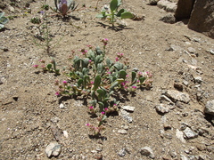 Cistanthe cephalophora
