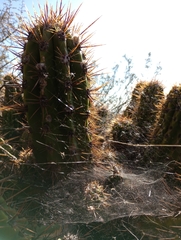 Trichocereus candicans
