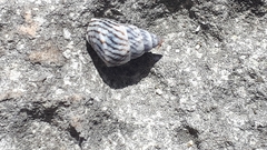 Echinolittorina ziczac