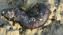 Holothuria leucospilota