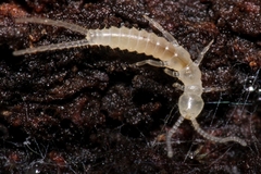 Diplura