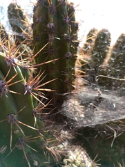 Trichocereus candicans