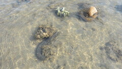 Holothuria leucospilota