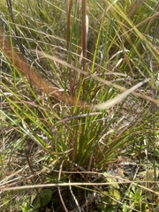 Andropogon