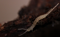 Diplura