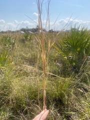 Andropogon