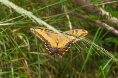 Heraclides andraemon